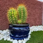 بيت للعطل Casa Paca - Your Private Oasis In Lanzarote - Paradise By The Sea بلايا بلانكا