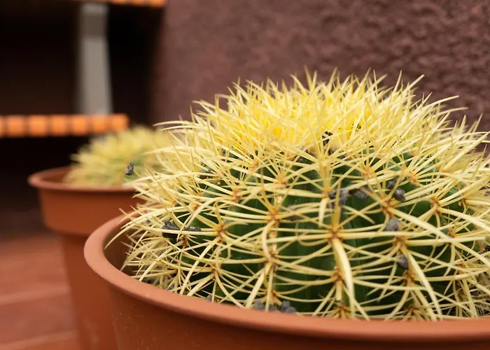 Holiday home Casa Paca - Your Private Oasis In Lanzarote - Paradise By The Sea Playa Blanca (Lanzarote)