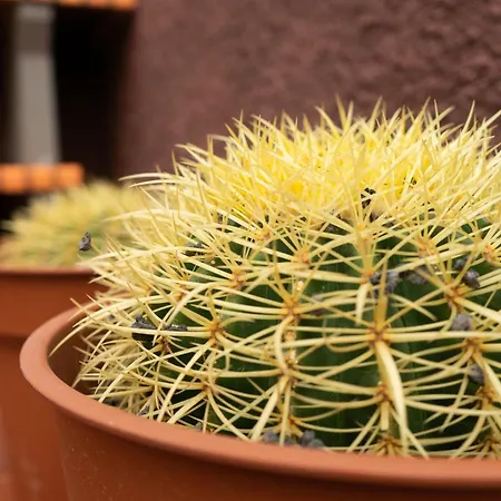 Vakantiehuis Casa Paca - Your Private Oasis In Lanzarote - Paradise By The Sea Playa Blanca (Lanzarote)